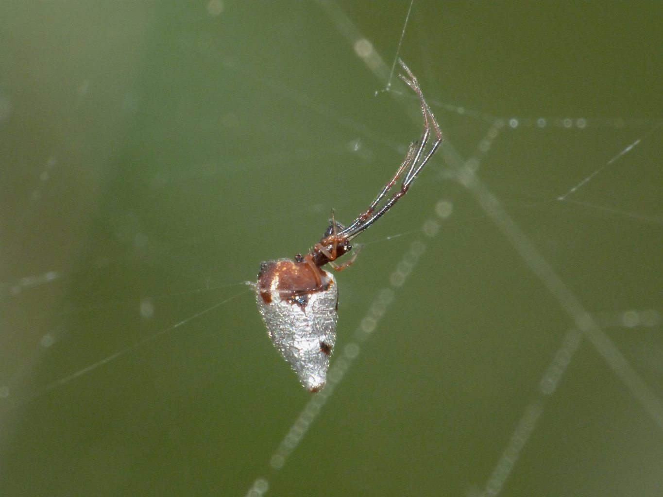 L''assaggio dell''Argyrodes (con filmati)